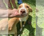 Small Labrador Retriever Mix