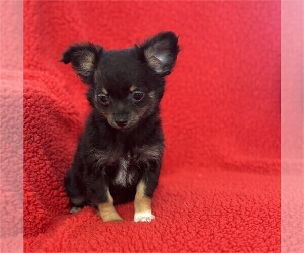 Medium Photo #12 Chihuahua Puppy For Sale in DAVIE, FL, USA