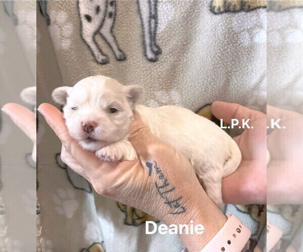 Medium Photo #1 Maltese Puppy For Sale in WINNSBORO, LA, USA