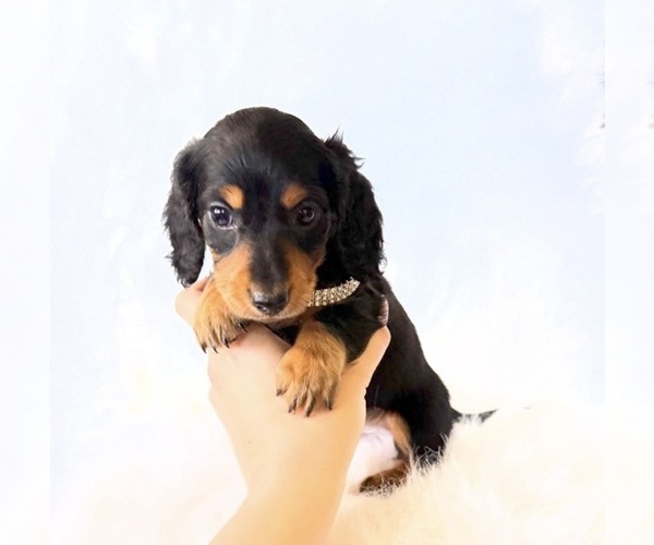 Medium Photo #7 Dachshund Puppy For Sale in DAVIS, CA, USA