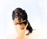 Small #6 Dachshund