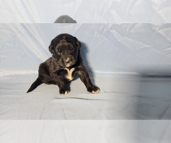 Medium Photo #3 Golden Mountain Dog Puppy For Sale in BLACK FOREST, CO, USA