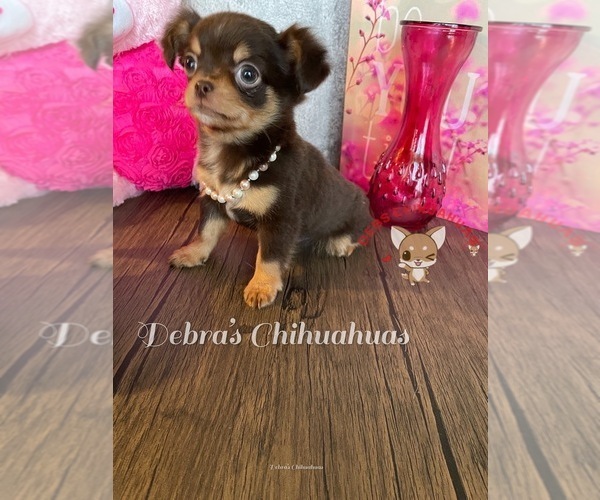 Medium Photo #9 Chihuahua Puppy For Sale in TRACY, CA, USA