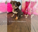 Small Photo #9 Chihuahua Puppy For Sale in TRACY, CA, USA