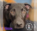Small #26 Labrador Retriever-Staffordshire Bull Terrier Mix