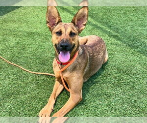 German Shepherd Dog-Unknown Mix Dogs for adoption in Orange, CA, USA