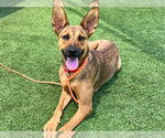Small German Shepherd Dog Mix