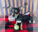 Small #2 Chiweenie