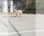 Small #3 French Bulldog