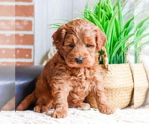 Goldendoodle (Miniature) Puppy for Sale in SYRACUSE, Indiana USA