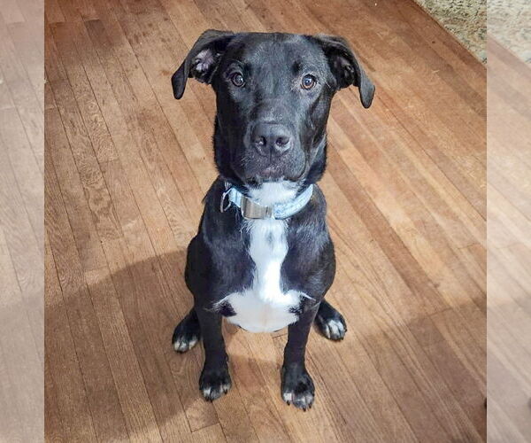 Medium Photo #2 Boxer-Unknown Mix Puppy For Sale in Huntley, IL, USA