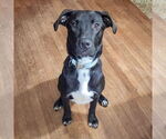 Small #1 Boxer Mix