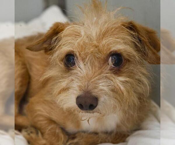 Medium Photo #1 Cairn Terrier-Unknown Mix Puppy For Sale in San Antonio, TX, USA