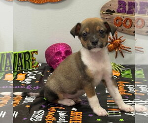 Chiweenie Dogs for adoption in SHERBURNE, NY, USA