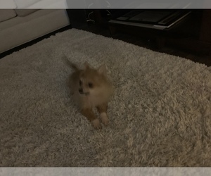 Pomeranian Puppy for sale in BUSH, LA, USA