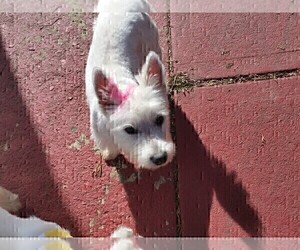 Mother of the West Highland White Terrier puppies born on 05/05/2019