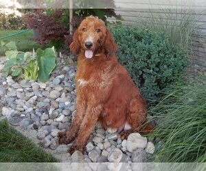 Mother of the Goldendoodle puppies born on 01/15/2025