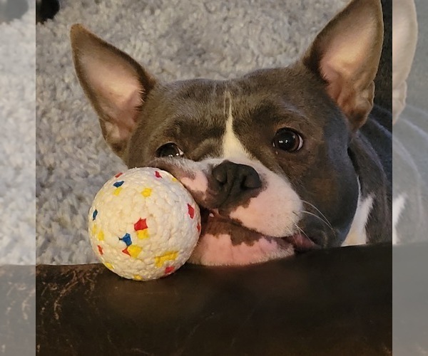 Medium Photo #1 American Bully Puppy For Sale in OLYMPIA, WA, USA