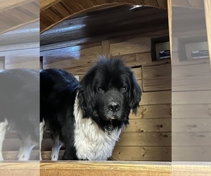 Father of the Newfoundland puppies born on 03/21/2025