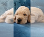 Puppy Puppy 2 Golden Retriever