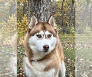 Mother of the Siberian Husky puppies born on 10/25/2023