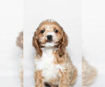 Small Photo #7 Cockapoo Puppy For Sale in NAPPANEE, IN, USA