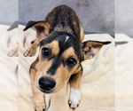 Small #3 Mutt