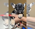 Puppy Puppy 2 French Bulldog