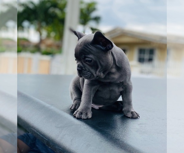 Medium Photo #13 French Bulldog Puppy For Sale in MIAMI, FL, USA