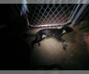 Mutt Dogs for adoption in San Antonio, TX, USA