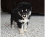 Puppy 2 Pomsky