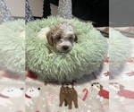Puppy Beige and white Poodle (Toy)