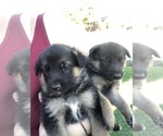 Small Photo #9 German Shepherd Dog Puppy For Sale in ROANOKE, VA, USA