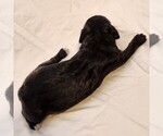 Small #8 F2 Aussiedoodle
