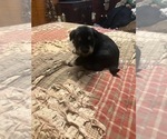Small Photo #4 Maltipoo-Schnauzer (Miniature) Mix Puppy For Sale in ROSELAND, VA, USA