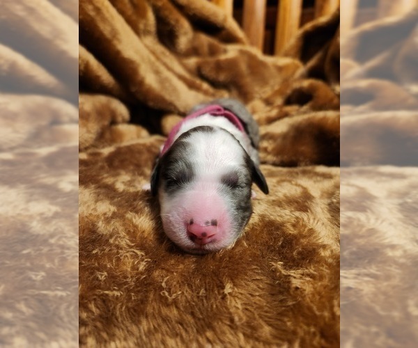 Medium Photo #25 Sheepadoodle Puppy For Sale in LEHI, UT, USA