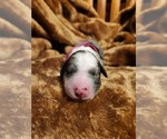 Small Photo #25 Sheepadoodle Puppy For Sale in LEHI, UT, USA