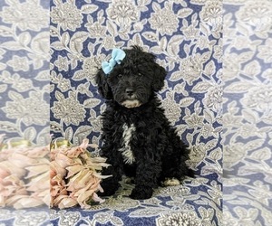 Poodle (Miniature) Puppy for sale in KINZERS, PA, USA