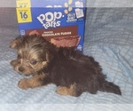 Small Photo #238 Yorkshire Terrier Puppy For Sale in AKRON, OH, USA