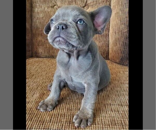 Medium Photo #3 French Bulldog Puppy For Sale in GORDONVILLE, PA, USA
