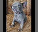 Small #2 French Bulldog