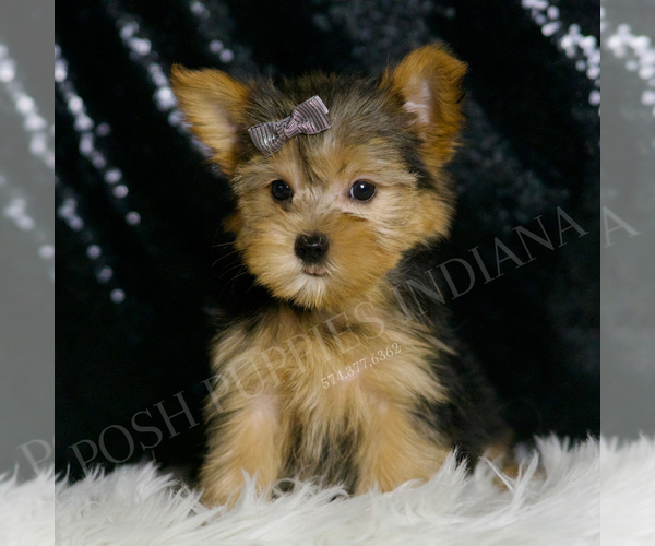 Medium Photo #3 Morkie Puppy For Sale in WARSAW, IN, USA