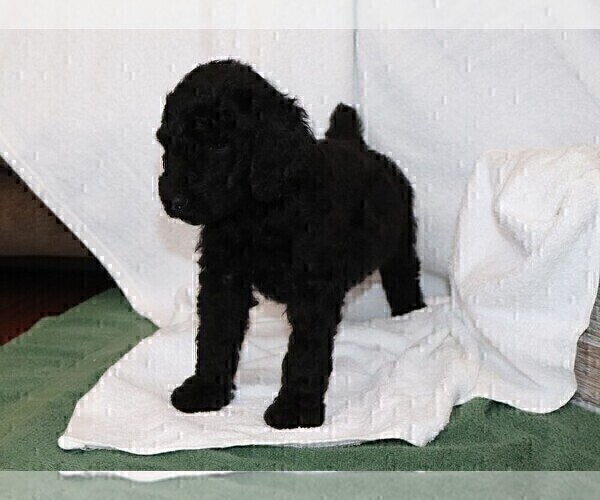 Medium Photo #9 Poodle (Standard) Puppy For Sale in LAKE CITY, FL, USA