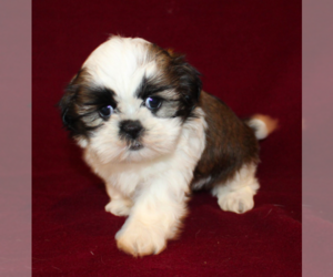 Shih Tzu Puppy for sale in MANHEIM, PA, USA