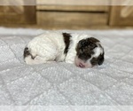 Small Photo #5 Aussiedoodle Puppy For Sale in CONWAY, MO, USA