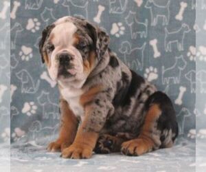 English Bulldog Puppy for Sale in MARSHFIELD, Missouri USA