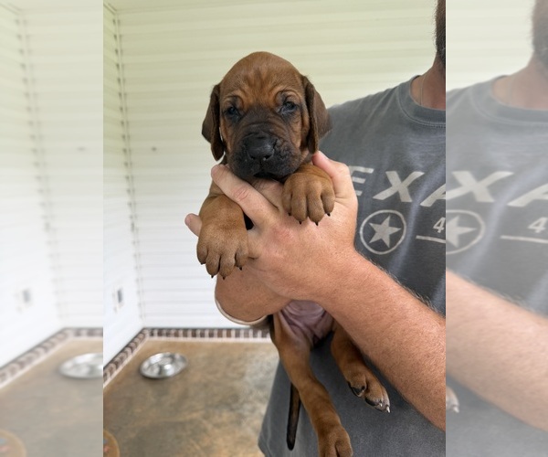 Medium Photo #8 Rhodesian Ridgeback Puppy For Sale in NEW BROCKTON, AL, USA