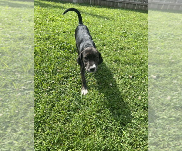 Medium Photo #3 Labsky Puppy For Sale in Aurora, IN, USA