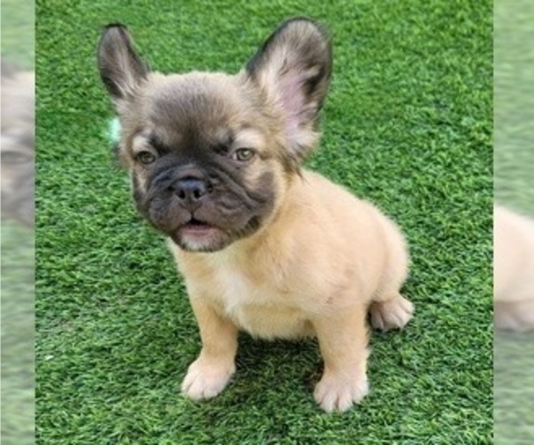 Medium Photo #9 French Bulldog Puppy For Sale in LAS VEGAS, NV, USA