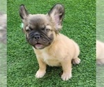 Small #8 French Bulldog